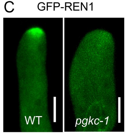 GFP-REN1 localization in WT and pgkc-1 pollen tubes.jpg